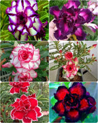 Rose Variety Adenium Hybrid Flower Plant (pack Of - 6)