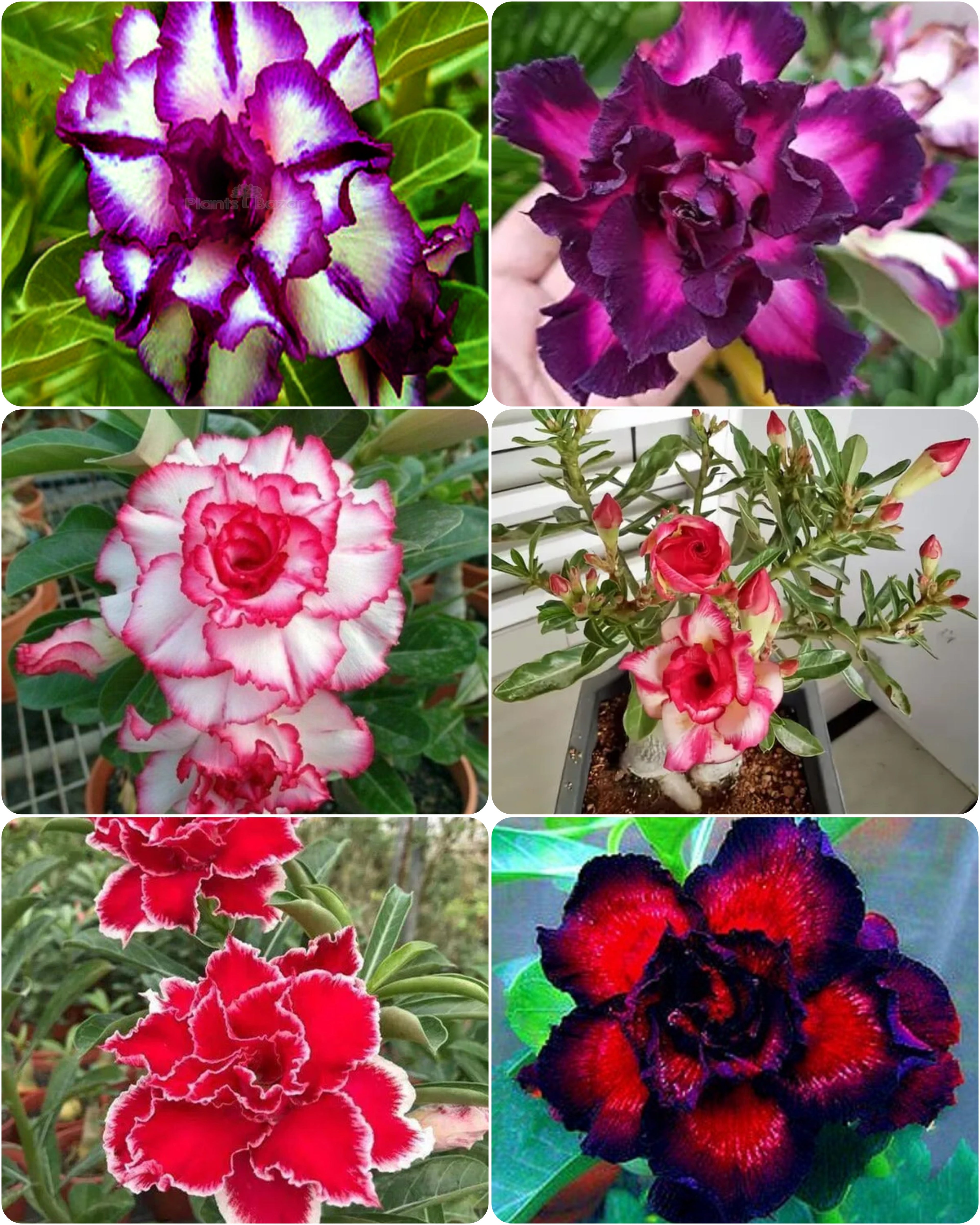 Rose Variety Adenium Hybrid Flower Plant (pack Of - 6)