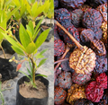 Real Rudraksha Hybrid Live Plant