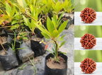 Real Rudraksha Hybrid Live Plant