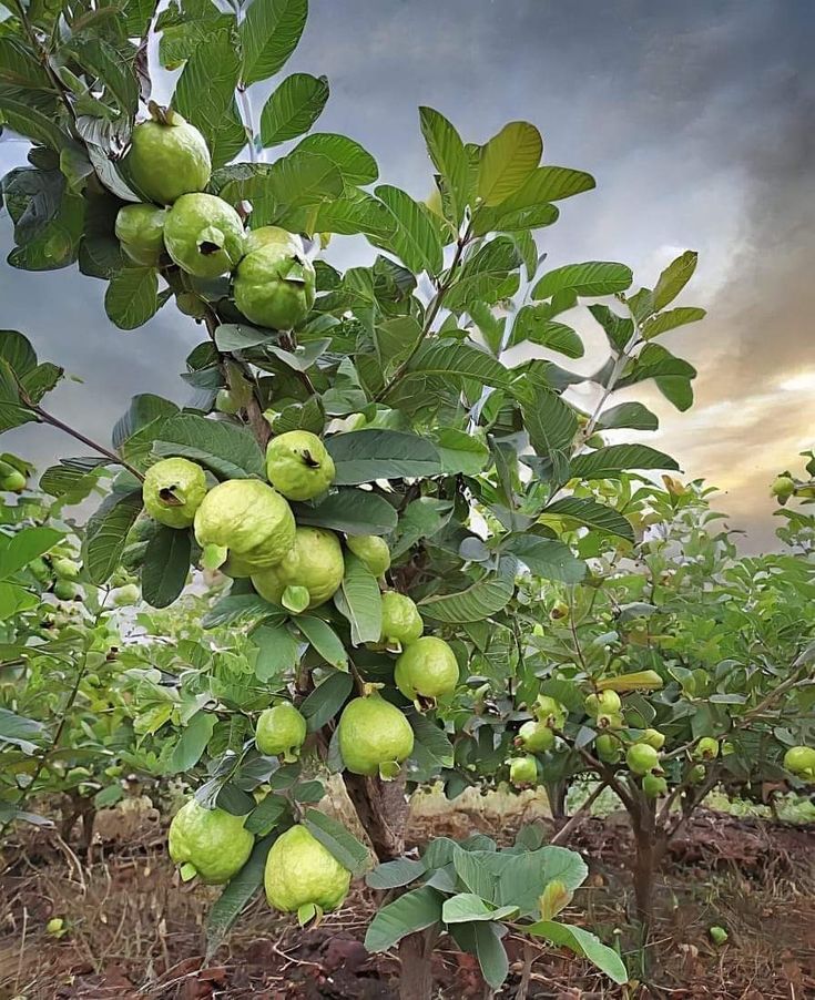 Red Diamond Guava Hybrid Fruit Plant