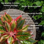 Aglaonema Lipstick Plant Natural Indoor Live Plant ( Pack Of - 1)