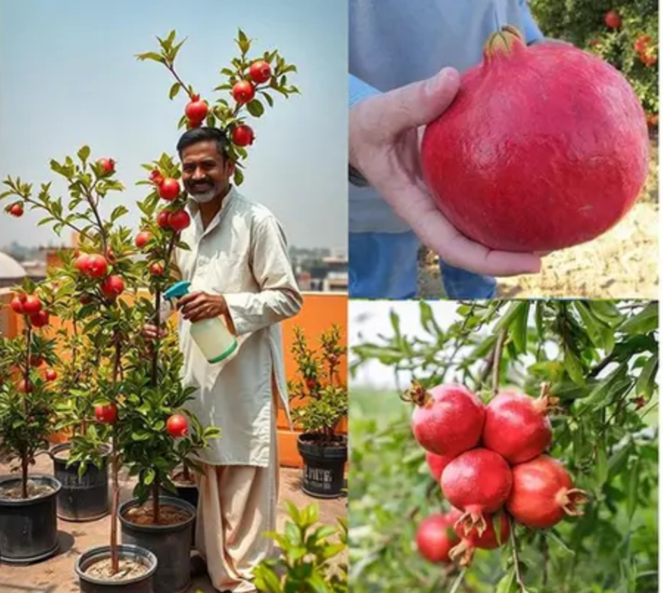 Australian Pomegranate/annar Hybrid Fruit Plant (pack Of - 1)