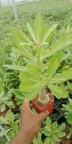 Adenium Plant Live Combo Without Pot Bonsai Multi Petal Desert Rose Pack Of - 6 (ALL plants are seedling Plants)