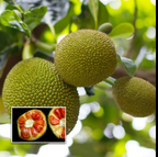 Thai All Time Red Jackfruit Grafted Fruit Plant