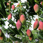 Thai Red Jackfruit Hybrid Grafted Fruit Plant