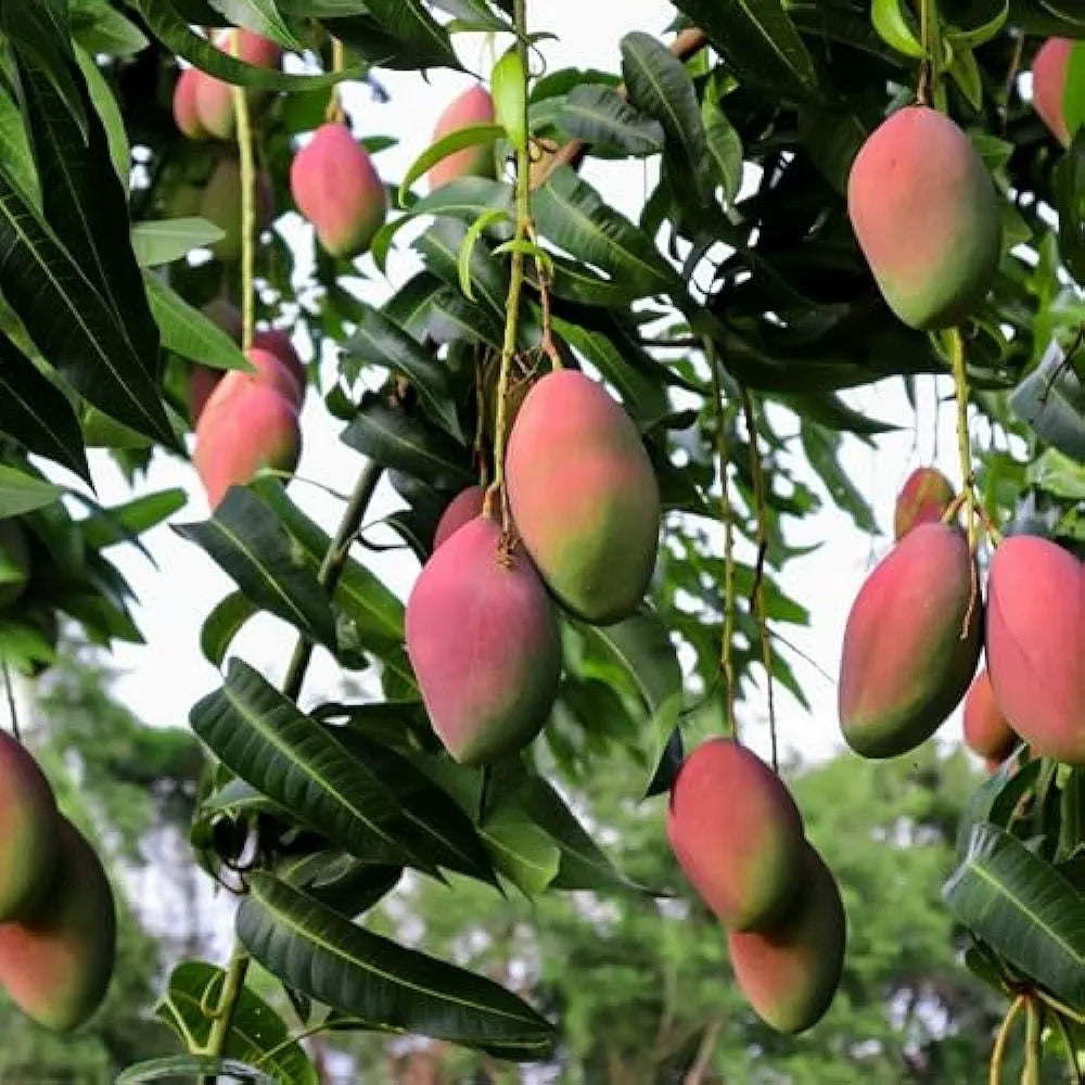 Thai Red Jackfruit Hybrid Grafted Fruit Plant