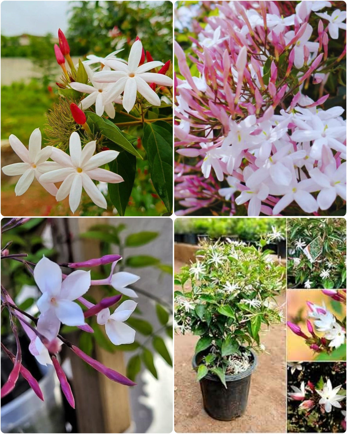 Star Jasmin (kunda) Flowering Plant (pack Of - 1)