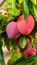 Sindhu Mango Hybrid Grafted Plant