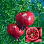 Super Bhagwa Pomegranate/anar Hybrid Fruit Plant