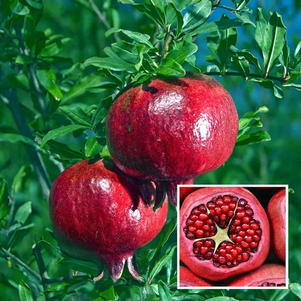 Super Bhagwa Pomegranate/anar Hybrid Fruit Plant