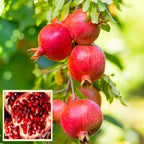 Super Bhagwa Pomegranate/anar Hybrid Fruit Plant