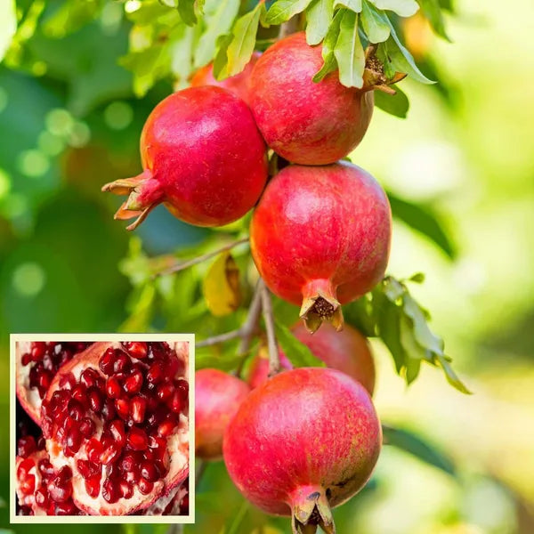 Super Bhagwa Pomegranate/anar Hybrid Fruit Plant