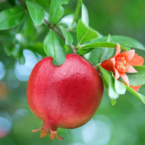 Super Bhagwa Pomegranate/anar Hybrid Fruit Plant