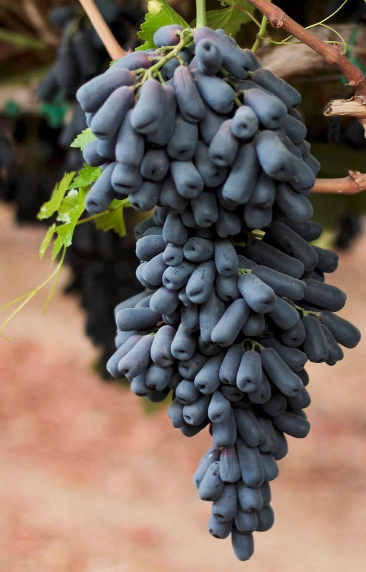 Australian Finger Grapes Air Learning Grafted Fruit Plant