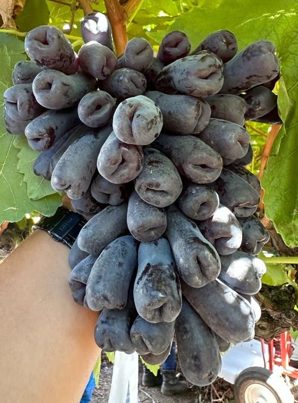 Australian Finger Grapes Air Learning Grafted Fruit Plant