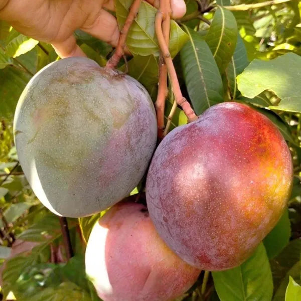 Thai Apple Mango Hybrid Grafted Dwarf Varieties Fruit Plant (Pack Of - 1)