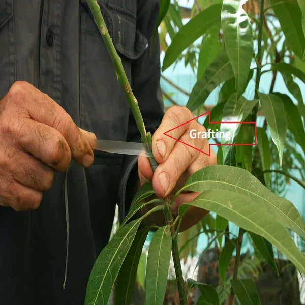 Thai Apple Mango Hybrid Grafted Dwarf Varieties Fruit Plant (Pack Of - 1)