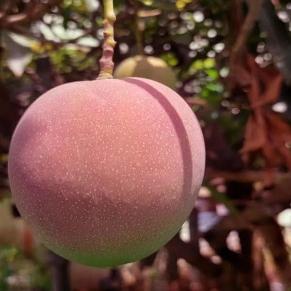 Thai Apple Mango Hybrid Grafted Dwarf Varieties Fruit Plant (Pack Of - 1)