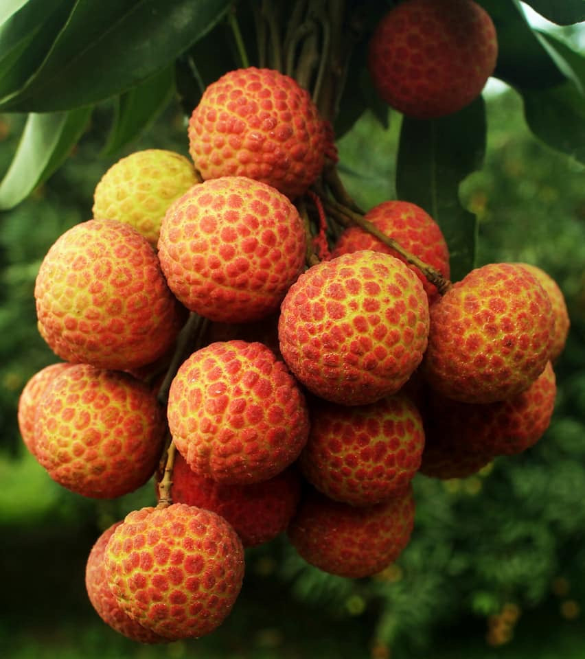Bombai Litchi Hybrid Fruit Plant (air Layering Grafted)