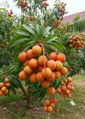 Bombai Litchi Hybrid Fruit Plant (air Layering Grafted)