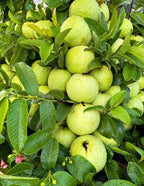 Thai Variety Guava/amrood Hybrid Fruit Plant