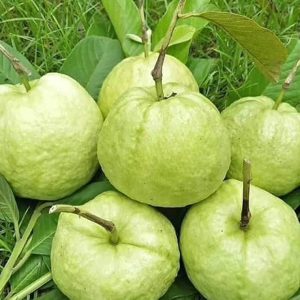 Thai Variety Guava/amrood Hybrid Fruit Plant