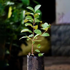 Thai Variety Guava/amrood Hybrid Fruit Plant
