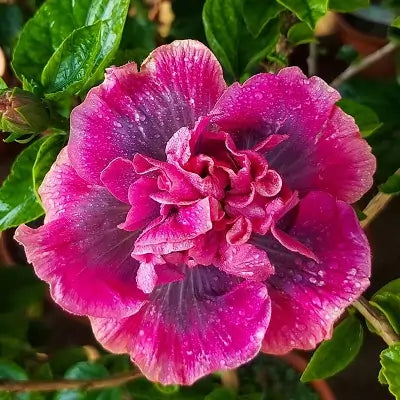 Double Petal Hibiscus Flower Live Plant