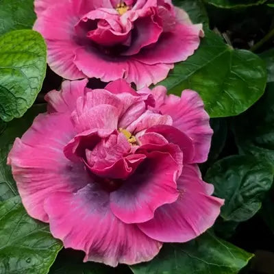 Double Petal Hibiscus Flower Live Plant