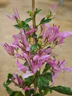 Royal Spider Butterfly Bougainvillea Flower Live Plant