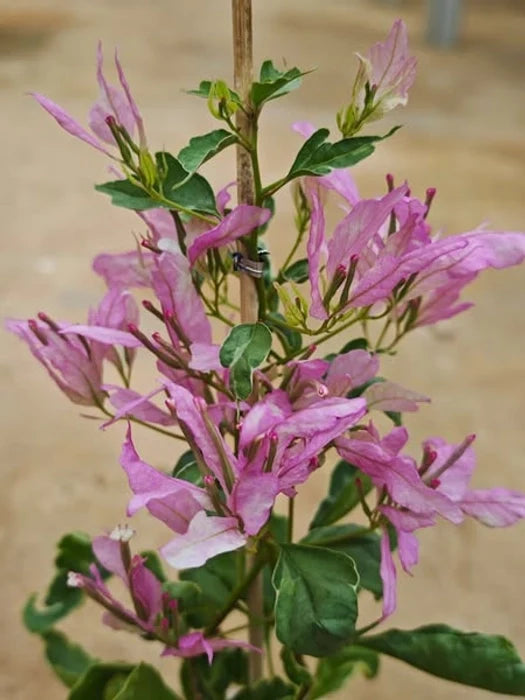 Royal Spider Butterfly Bougainvillea Flower Live Plant