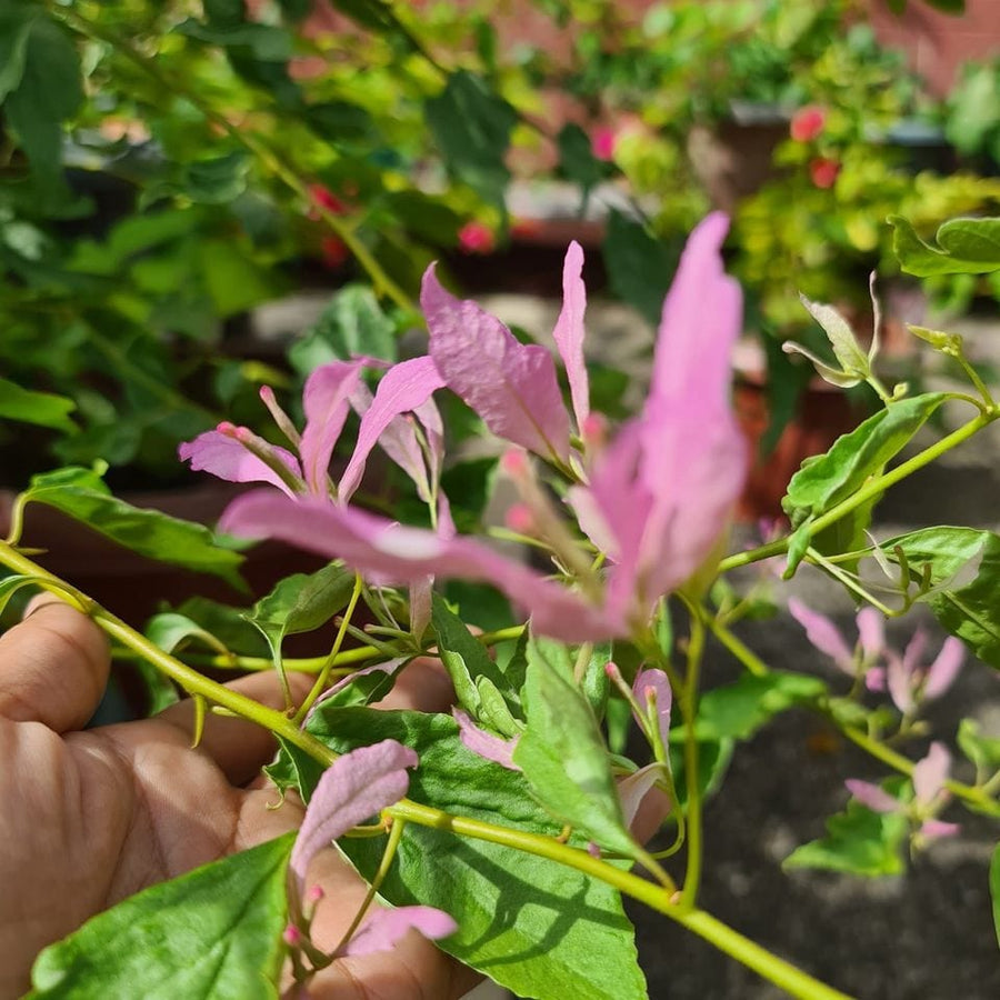 Royal Spider Butterfly Bougainvillea Flower Live Plant
