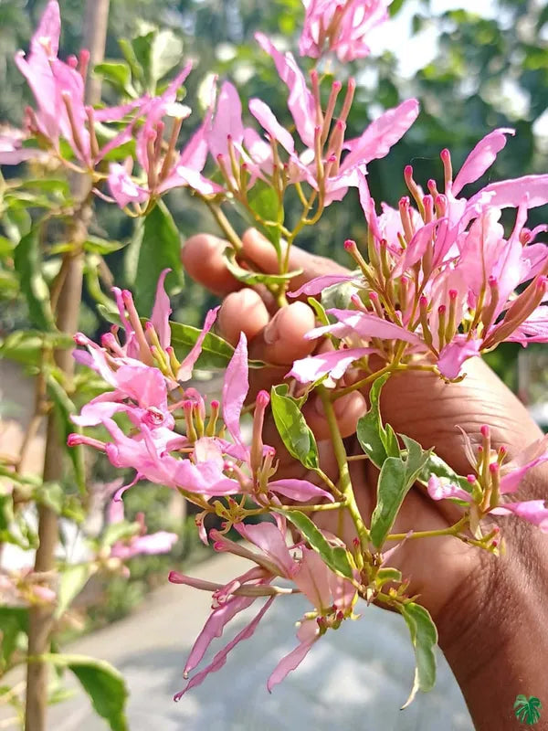 Royal Spider Butterfly Bougainvillea Flower Live Plant