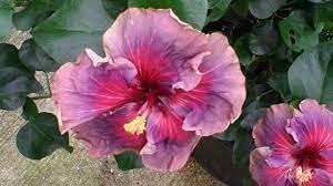 Australian Varitey Hibiscus Flower Hybrid Plant