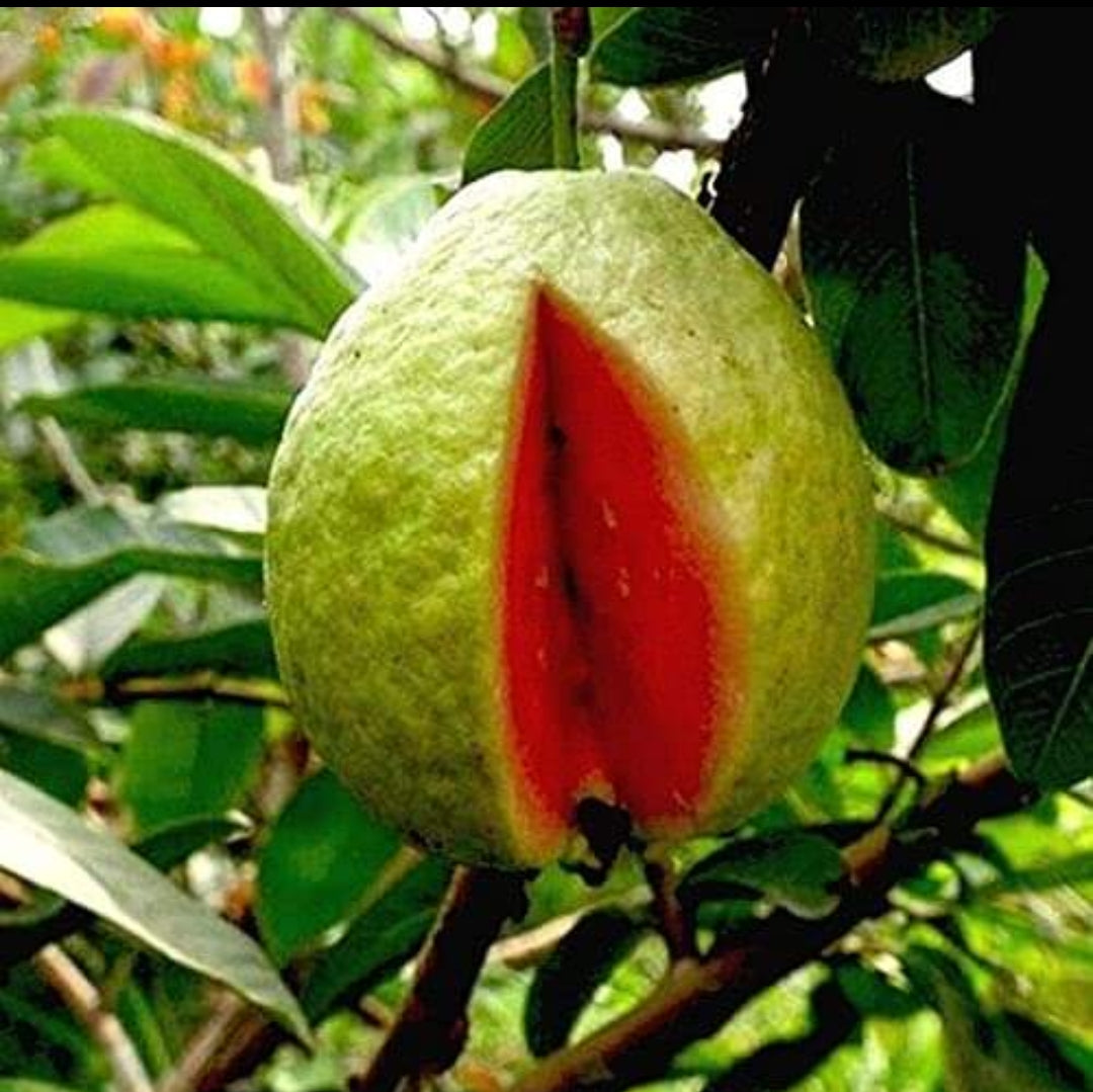 Taiwan Pink Lalitha Guava/amrood Hybrid Fruit Plant