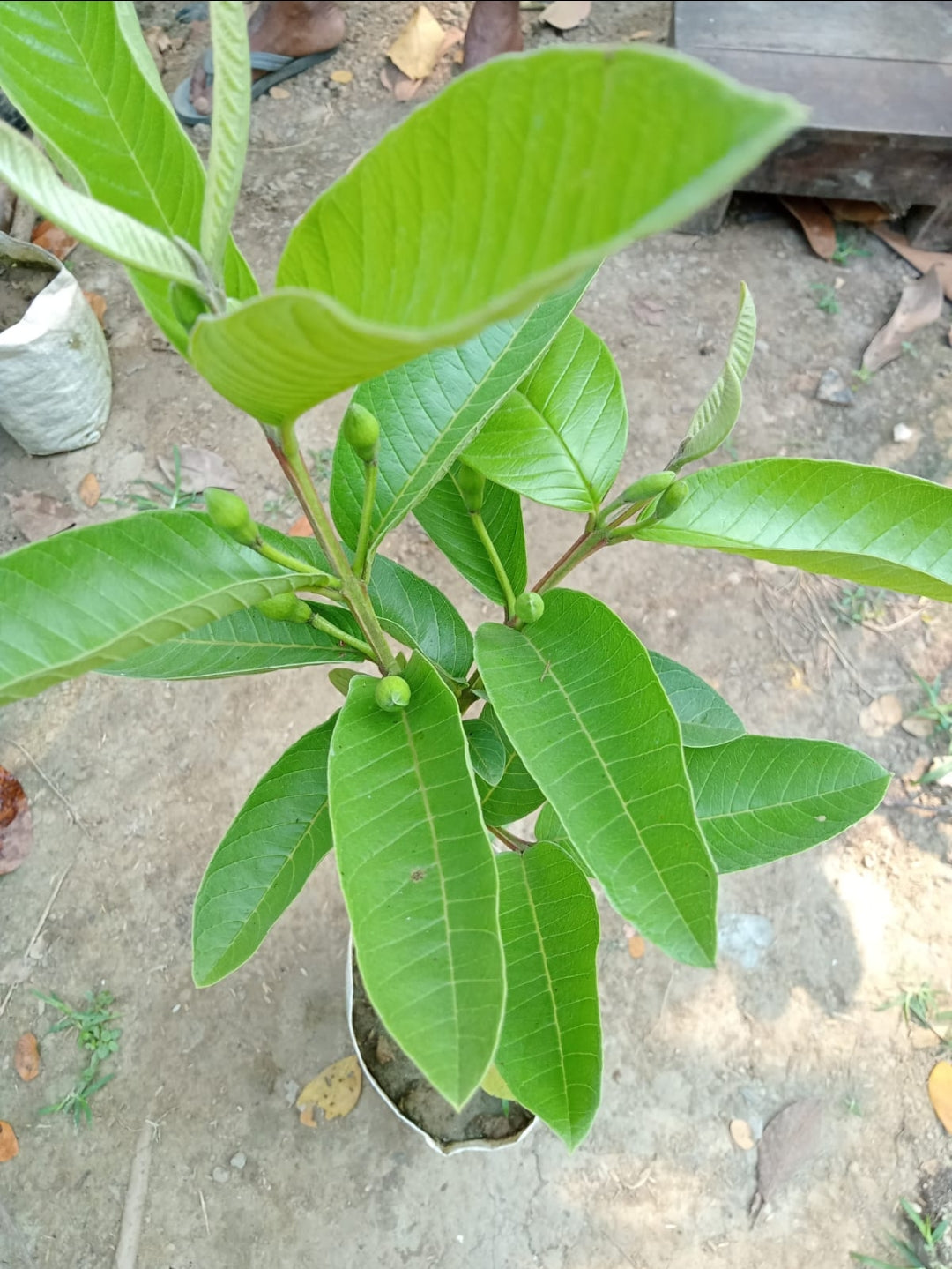 Taiwan Pink Lalitha Guava/amrood Hybrid Fruit Plant