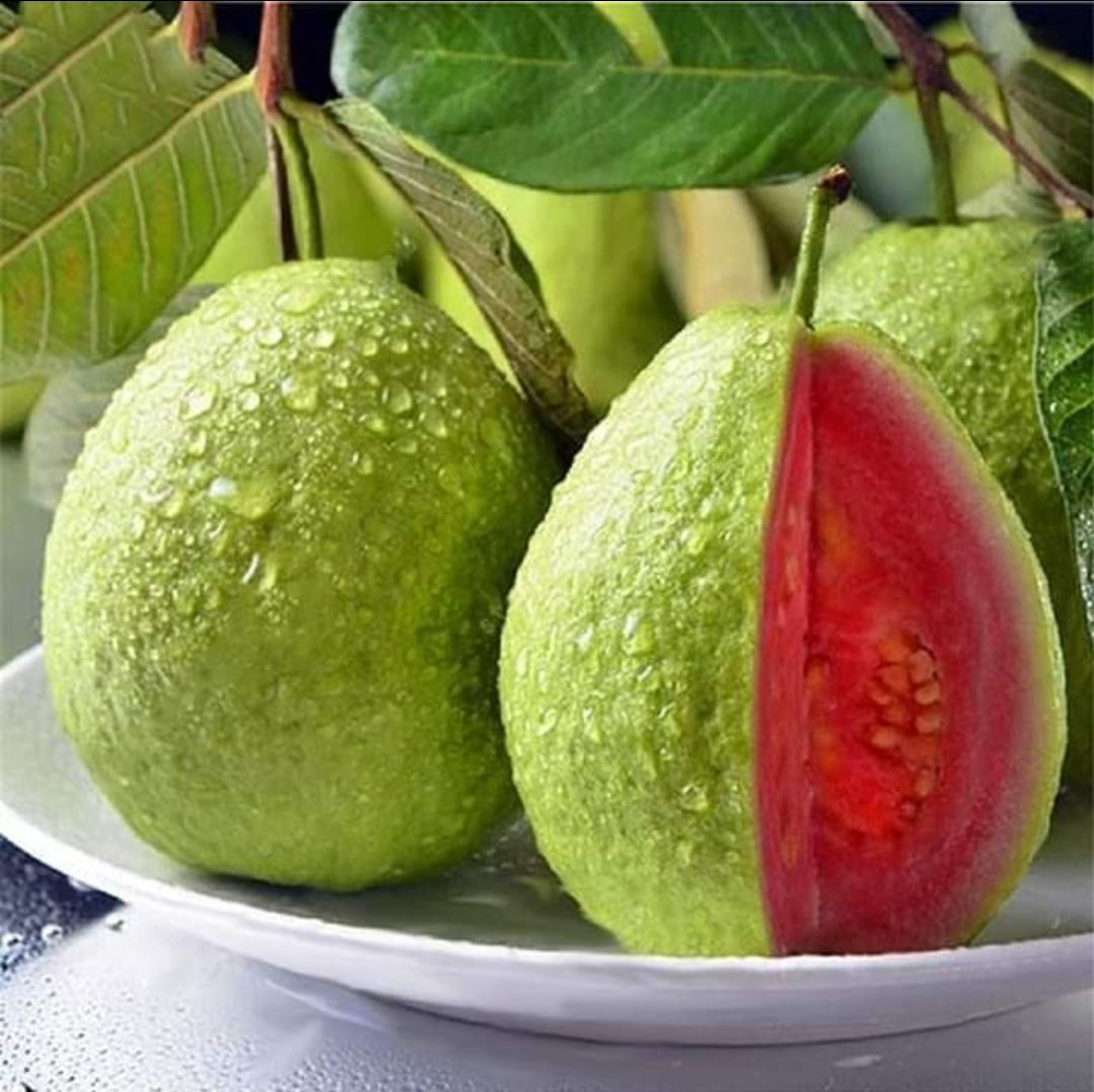 Taiwan Pink Lalitha Guava/amrood Hybrid Fruit Plant