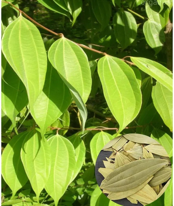 Tejpatta Tejpatra/indian Bay Leaves - Hybrid Plant