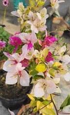 Magic Icecream Bougainvillea Flower Plant