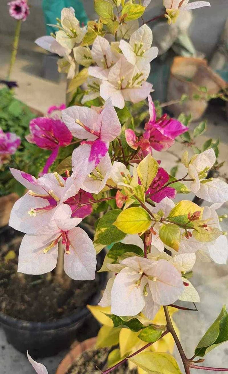 Magic Icecream Bougainvillea Flower Plant