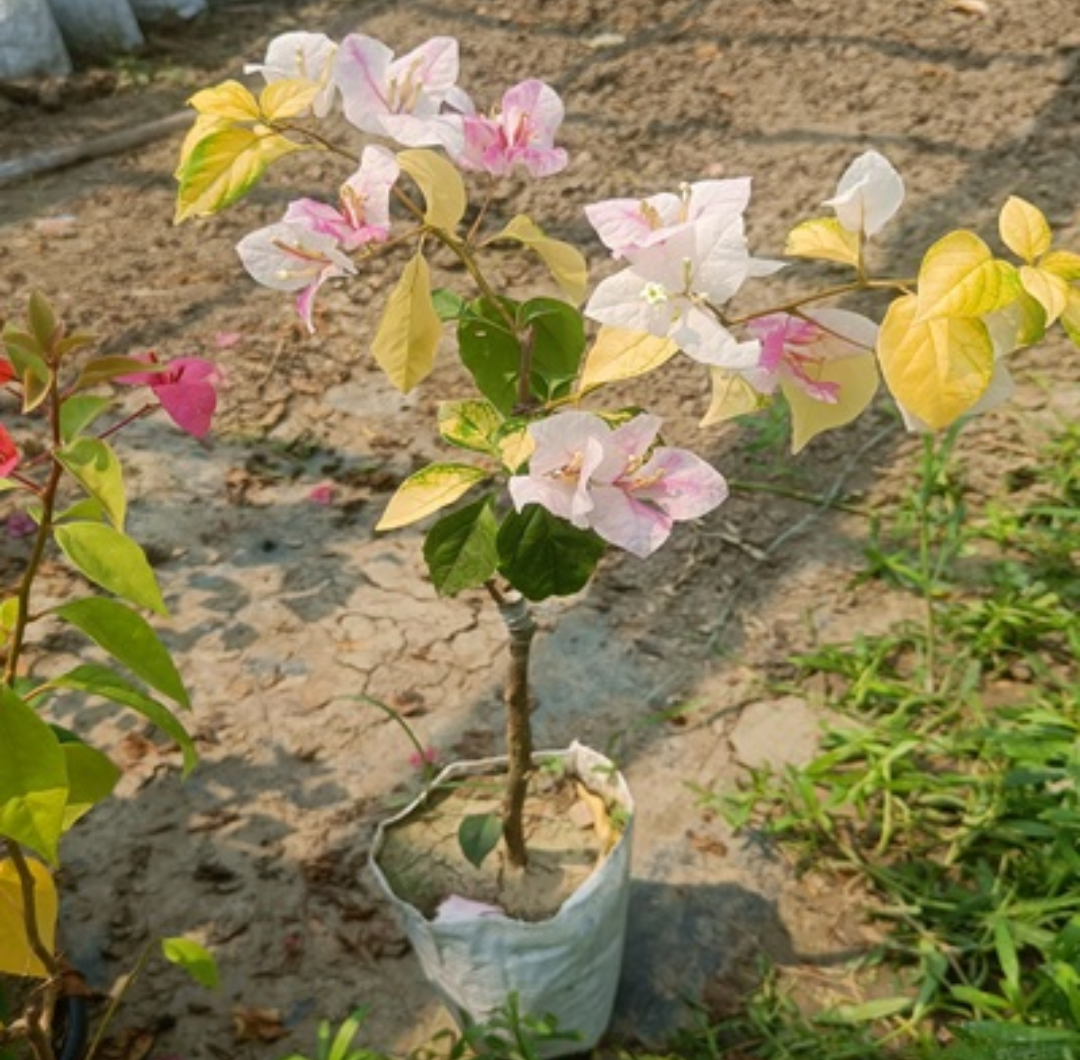 Magic Icecream Bougainvillea Flower Plant