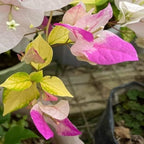 Magic Icecream Bougainvillea Flower Plant