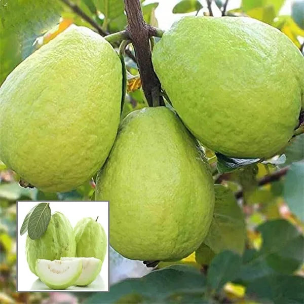 Thai 7 Guava Amrood Air Layering/hybrid Fruit Live Plant