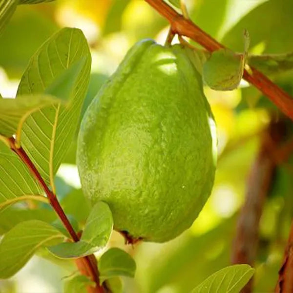 Thai 7 Guava Amrood Air Layering/hybrid Fruit Live Plant