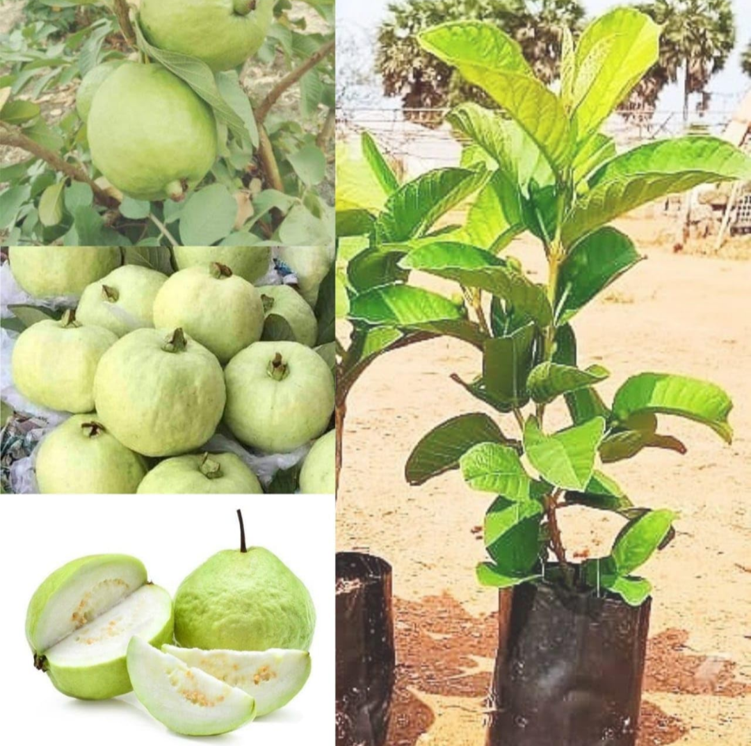 Thai Variety Guava/amrood Hybrid Fruit Plant