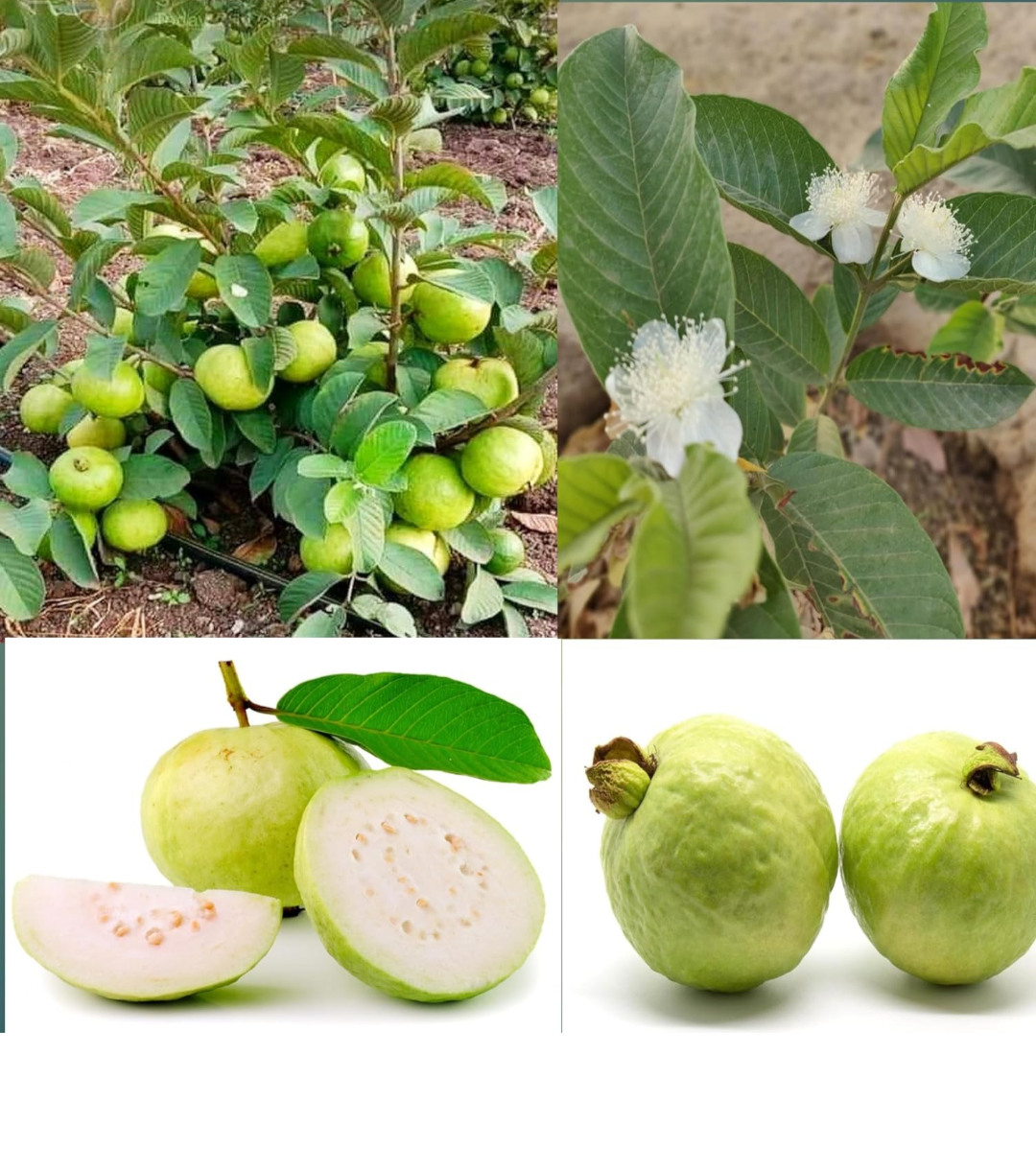 Thai Guava/ Amrud Hybrid Fruit Air Learning Grafted Plant (pack Of- 1)