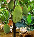 Vietnam Super Early Jackfruit(grafted) - All Time Jackfruit Plant