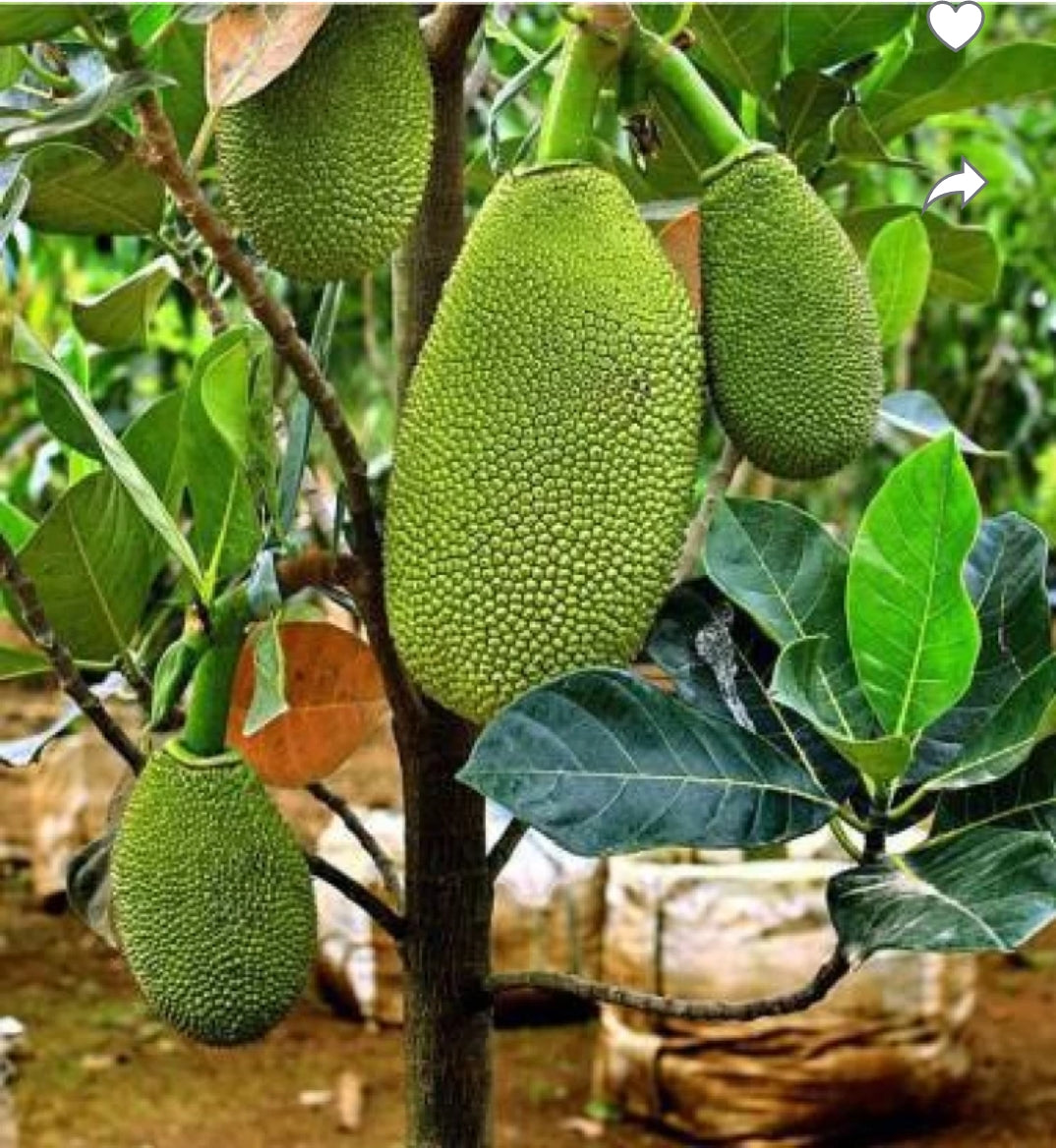 Vietnam Super Early Jackfruit(grafted) - All Time Jackfruit Plant