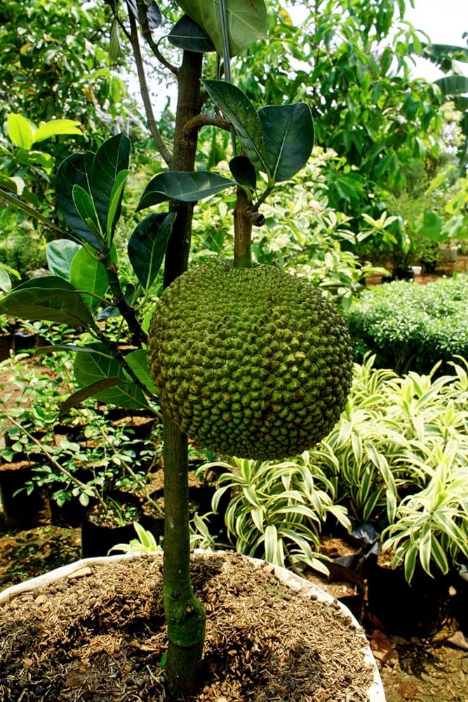 Vietnam Super Early Jackfruit(grafted) - All Time Jackfruit Plant